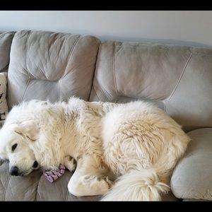 Meet your Posher, Evie